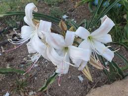 Image result for Crinum verdoorniae