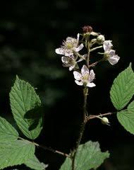 Image result for Rubus chapmanianus