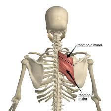 Muscle names are actually quite interesting. The Rhomboid Muscle And Its Attachments Yoganatomy