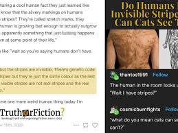 What Animals Can See Human Stripes? - Quora