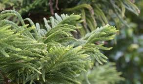 Image result for Araucaria cunninghamii