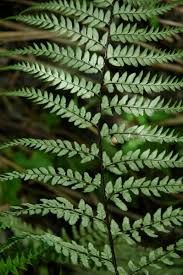 Image result for Pityrogramma