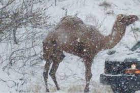 The staff at jessops would like to thank you for shopping with amazon read the sign in a shop window shortly. A Camel Showed Up In Pennsylvania S Snowstorm Phillyvoice