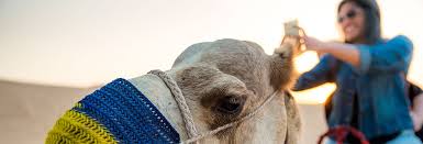 And, as long as i have more parks and rec, i'm happy. Overnight Desert Camel Trek Merzouga