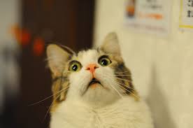 Ailurophobia The Fear Of Cats Funny Cat Memes Funny Wednesday Memes Super Cute Kittens