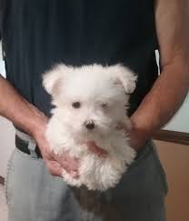 They are registered, up to date … more. Bichon Frise Puppies For Sale Asheville Nc 245247