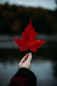 Apakah anda mencari gambar transparan logo, kaligrafi, siluet di warna daun musim gugur, daun maple, daun? Tous Nos Articles Idees D Itineraires Et Carnets De Voyage Au Canada Canada Paysage Voyage Au Canada Canada