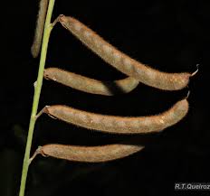 Image result for Tephrosia noctiflora