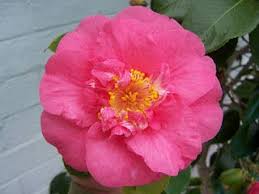 Camellia R L Wheeler Camellia Japonica Cool Plants