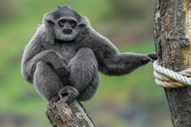 See more of zoo praha on facebook. Datei Gibon Stribrny Zoo Praha 2 Jpg Wikipedia