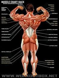 How do human muscles move? Muscle Chart Back Body Muscle Anatomy Human Body Anatomy Muscle Anatomy
