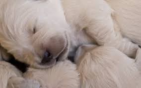 Fading Puppy Syndrome In Dogs Vca Animal Hospital