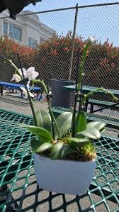 Image result for Neobolusia ciliata