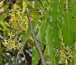 Image result for Monoon longifolium