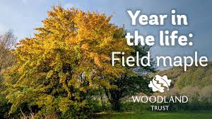 These trees reach maturity quickly, growing approximately 24 inches or more per season. A Year In The Life Of A Field Maple Tree Youtube
