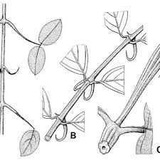 Image result for Psychotria mildbraedii