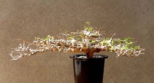 Image result for Commiphora tenuipetiolata