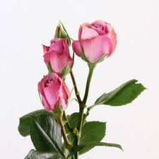 Working with this network of local florists, we are able to ensure that we deliver top quality bouquets and that your flowers will stay fresh. Spray Roses Wholesale Flowers Kittelberger Wholesale Florist Webster Rochester