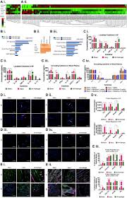 Implantation Of Hyaluronic Acid Hydrogel Prevents The Pain Phenotype In A Rat Model Of Intervertebral Disc Injury Science Advances