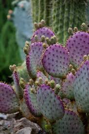 Other prickly pears that i have heard of success with in my area are chlorotica, some varieties of engelmanii it survives the winter cold outside in seattle without a problem. 26 Plants In The Garden Ideas In 2021 Plants Perennials Garden