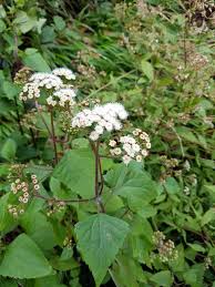 Image result for Ageratinastrum