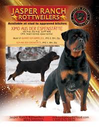 Jasper Ranch Rottweilers Rottweiler Rottweiler Breed I Love Dogs
