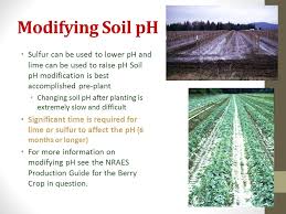 2012 cornell pest and crop management guidelines (including vegetable, tree fruits, berry crops and grapes) and pesticide application certification training manuals. Berry Crop Soil And Nutrient Management The Basics Ppt Download