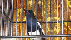 Sebenarnya perawatan burung kacer sendiri terbilang dan tidak lupa memberikan makanan lainnya seperti voer khusus untuk burung 2 kali sehari. Kacer Gacor Nembak Dan Ngerol Full Hd Youtube