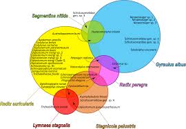 We did not find results for: Hidden Parasite Diversity In A European Freshwater System Scientific Reports