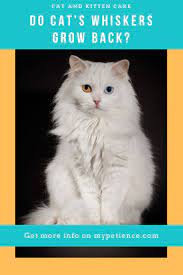 Do Cat Whiskers Grow Back Cat And Kitten Care Kitten Care Cat Grooming Cat Whiskers