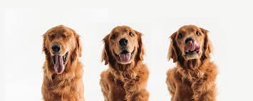 Lucky Dog Lucky Dog Dogs Dog Books