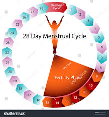 Image Menstrual Cycle Chart Stock Vector Royalty Free 74110774