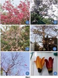 Image result for Malvaceae subfamily Bombacoideae