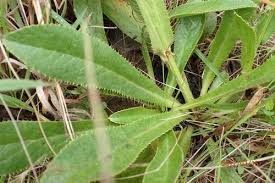 Image result for Alepidea