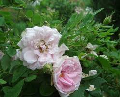 Rosa X Suionum The Finnish Rose Thought To Be Identical With Minette And Banshee Rose Flowers Rose Garden