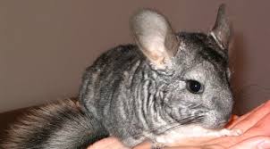 A house rabbit is a domestic rabbit kept as a pet for companionship, who lives inside the home with his since chinchillas are very active animals, it is best to house them in a large enclosure, such as a room of. Basic Information Sheet Chinchilla Lafebervet