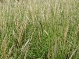 Image result for Digitaria atrofusca