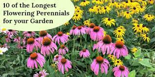 Sunny yellow blossoms blanket this shrubby perennial in full sun settings. 10 Of The Longest Flowering Perennials For Your Garden
