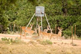 where you can and cant feed deer feed bandit