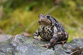 How fast the tadpole transforms depends on environmental factors. American Toad Wikipedia
