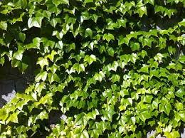 Epingle Sur Jardinage