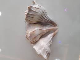 Dakshinavarti shankh can make you a millionaire i dakshinavarti shankh benefits i how to become dakshinavarti shankh sthapana and pooja vidhi. Pin On Ambika Sea Shell
