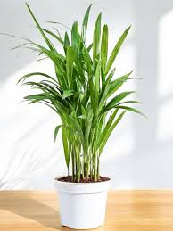 Image result for Dypsis lutescens