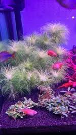 Image result for Eriocaulon setaceum