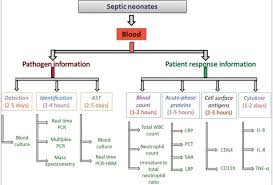 Image result for Neonatal Sepsis