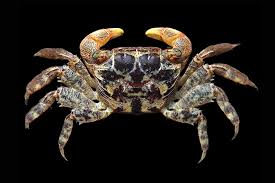 Image result for Crabbea nana