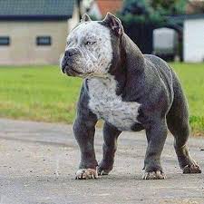 Pin By Chemel Valdes On Dogs In 2020 Dog Breeds Pitbull Terrier Bully Breeds Dogs