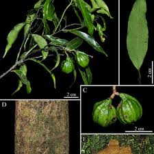 Image result for Cryptocarya