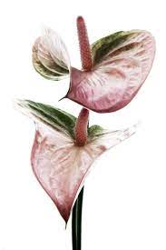 Anthurium Still Mary Jo Hoffman Flower Photography Art Anthurium Flower Anthurium