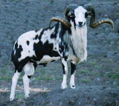 Painted Desert Ram With Images Sheep Breeds Sheep Farm Breeds